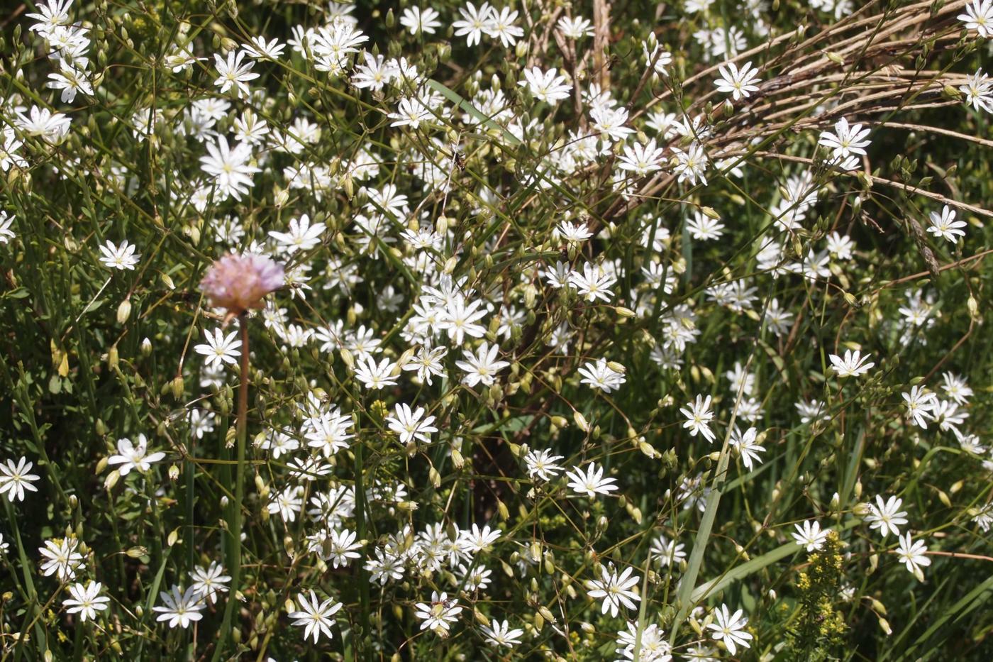 Stitchwort, Lesser plant